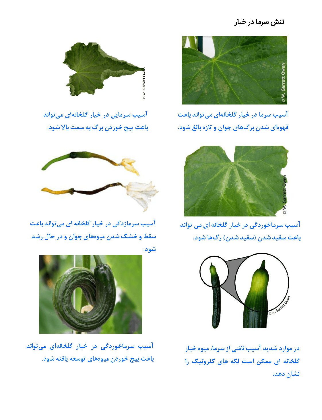 تنش سرما در خیار 